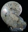 Placenticeras Ammonite - South Dakota #6098-1